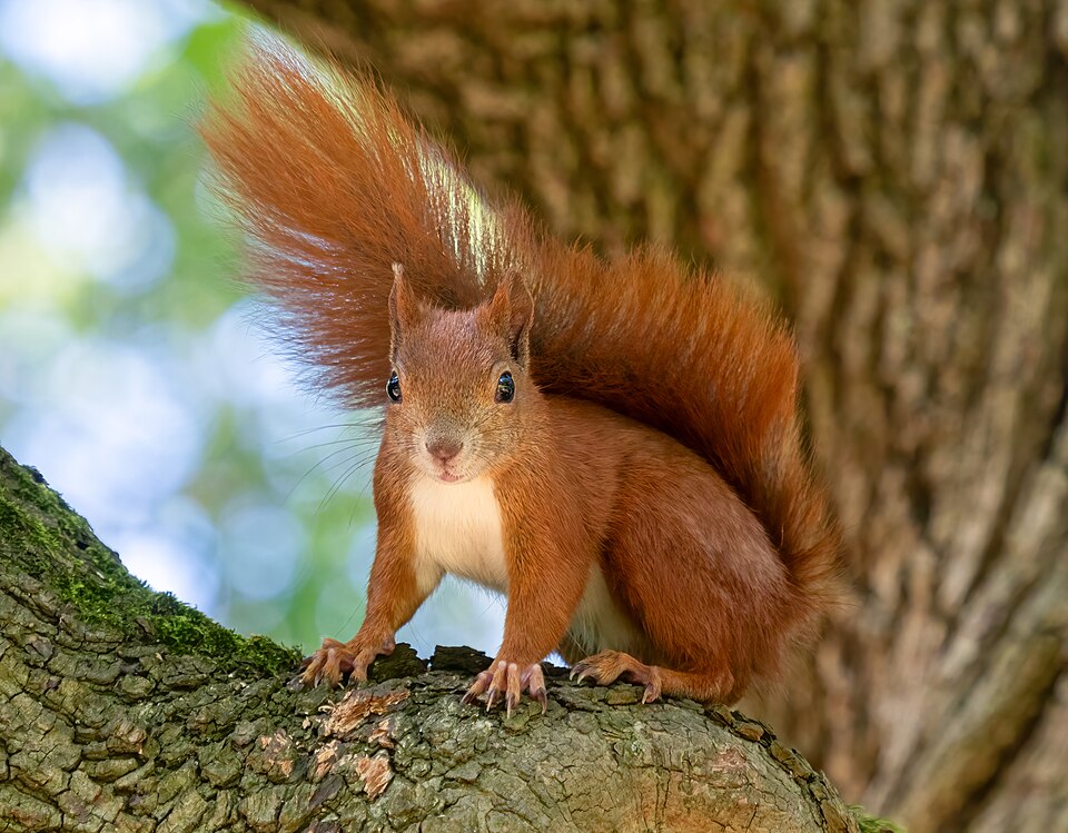 File:Red squirrel (21808).jpg