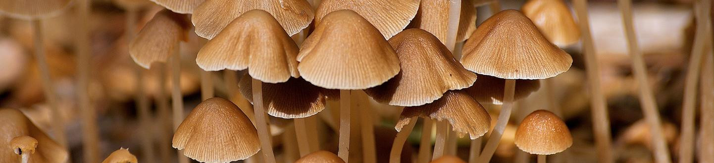 Agaric mushrooms in ancient forest.